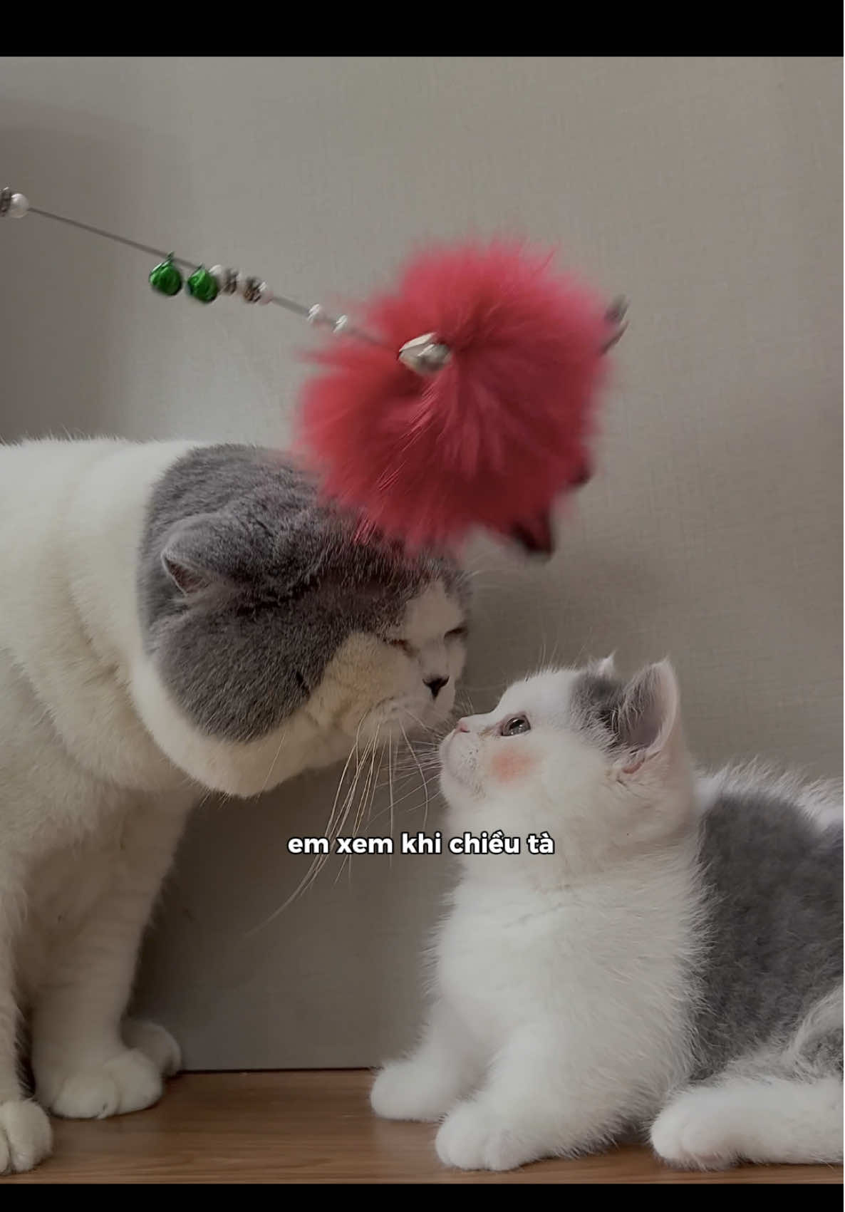 @1ch&oacute;6meow