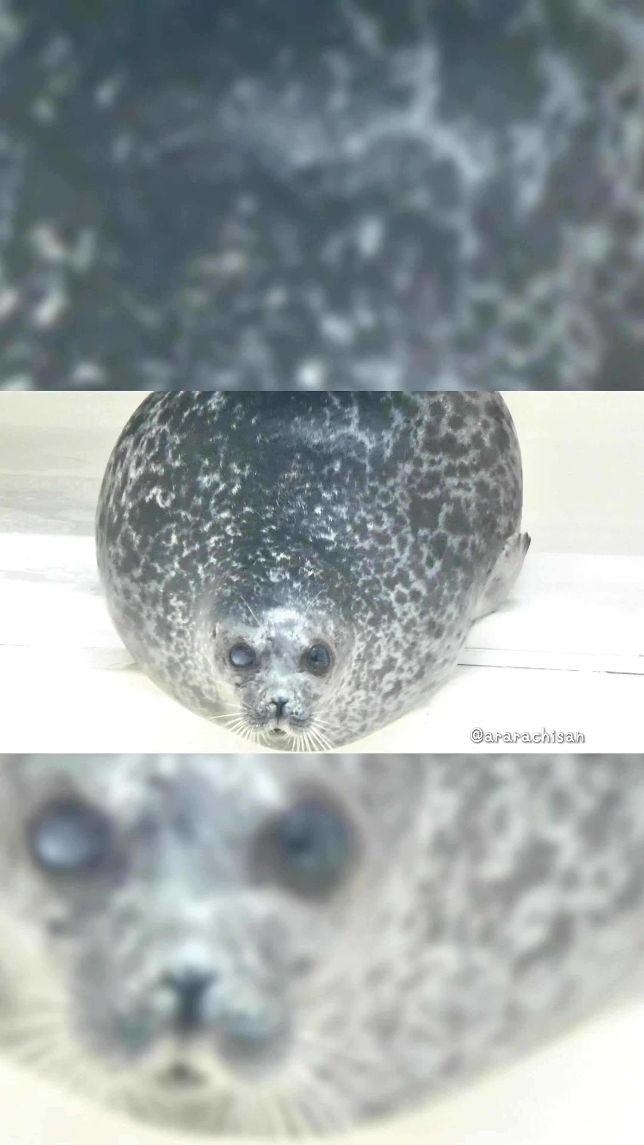 @🦭あららち🦭 | 毎日アザラシ補給