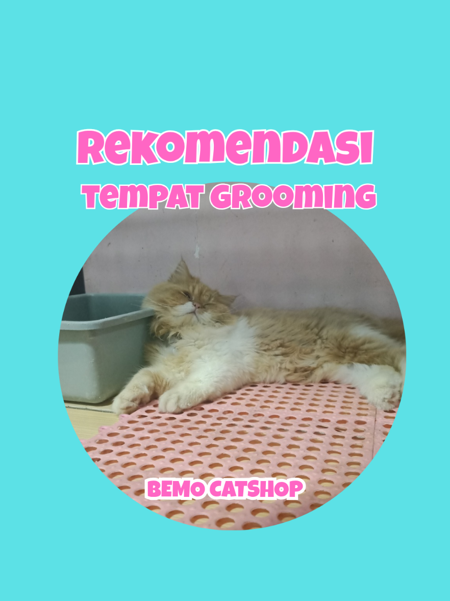 @Bemo Catshop