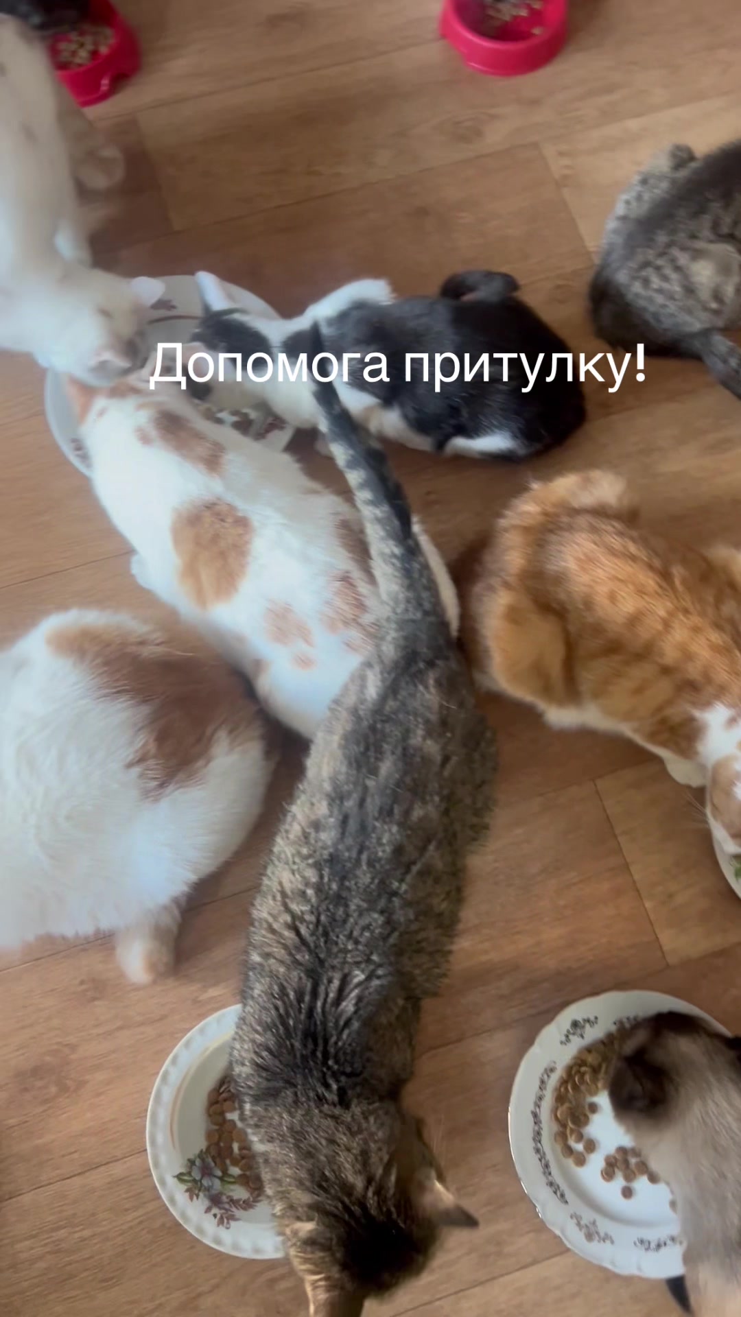 @Алиса