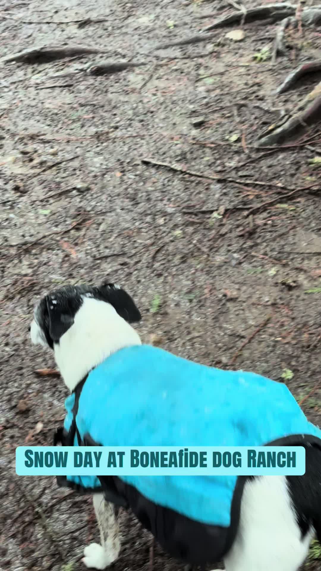 @Derpydogbus