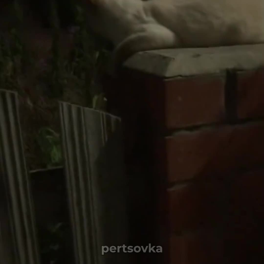 @pertsovka🌶
