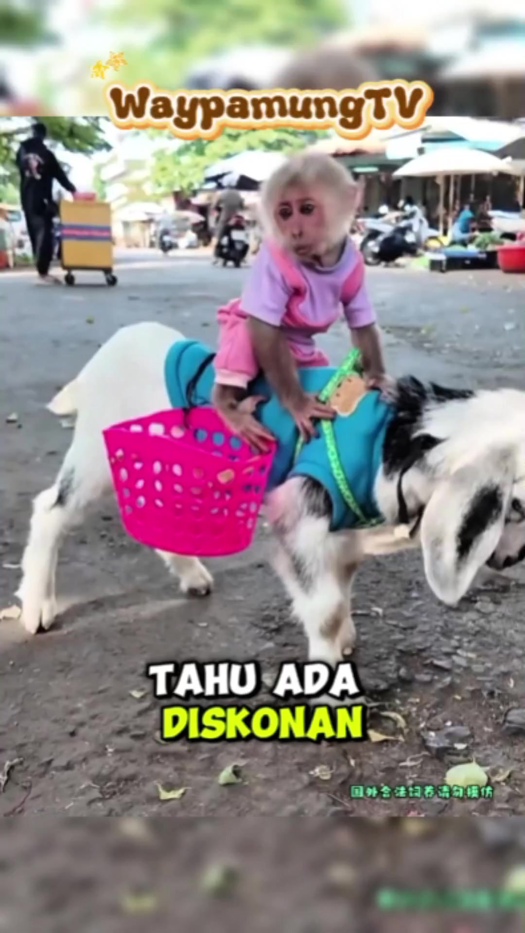 @@waypamungTV