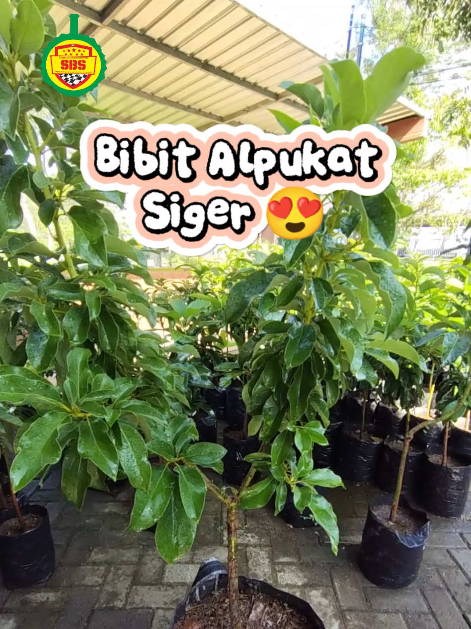 @Produksi Buah_SBS