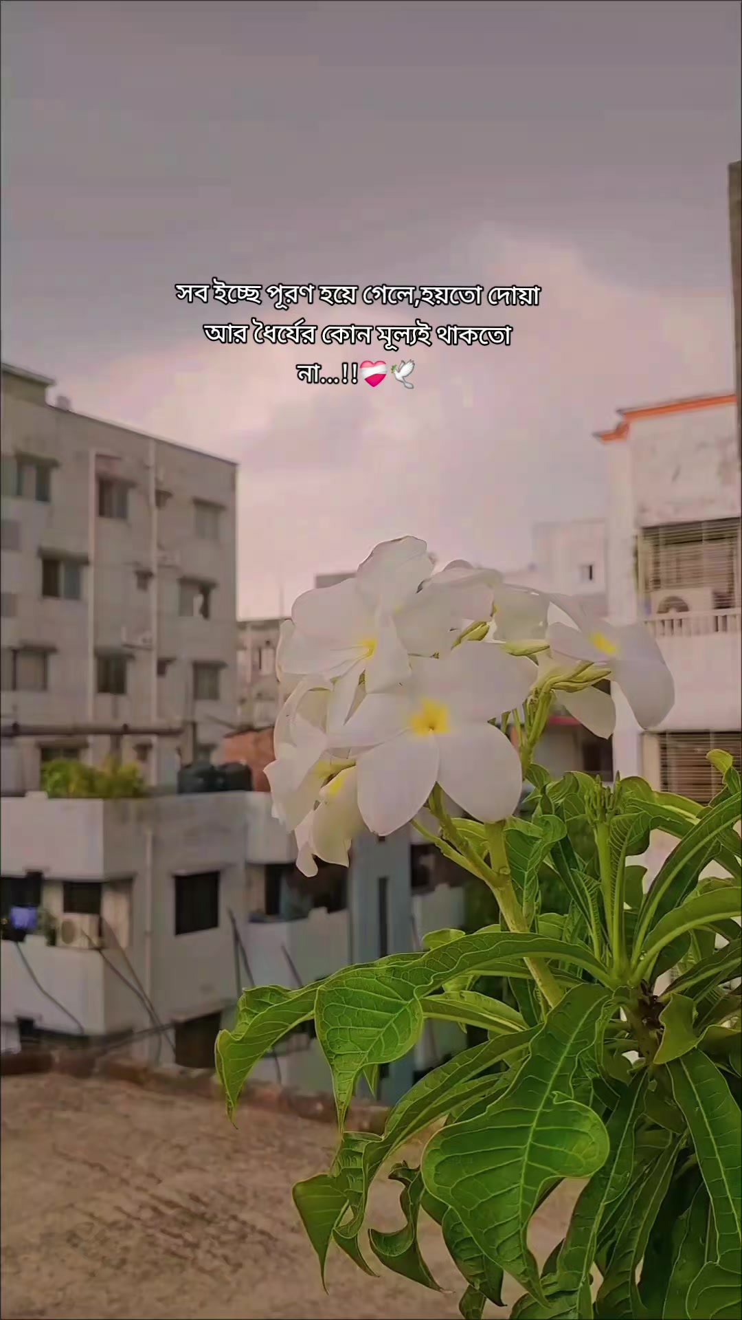 @rafia_kabir