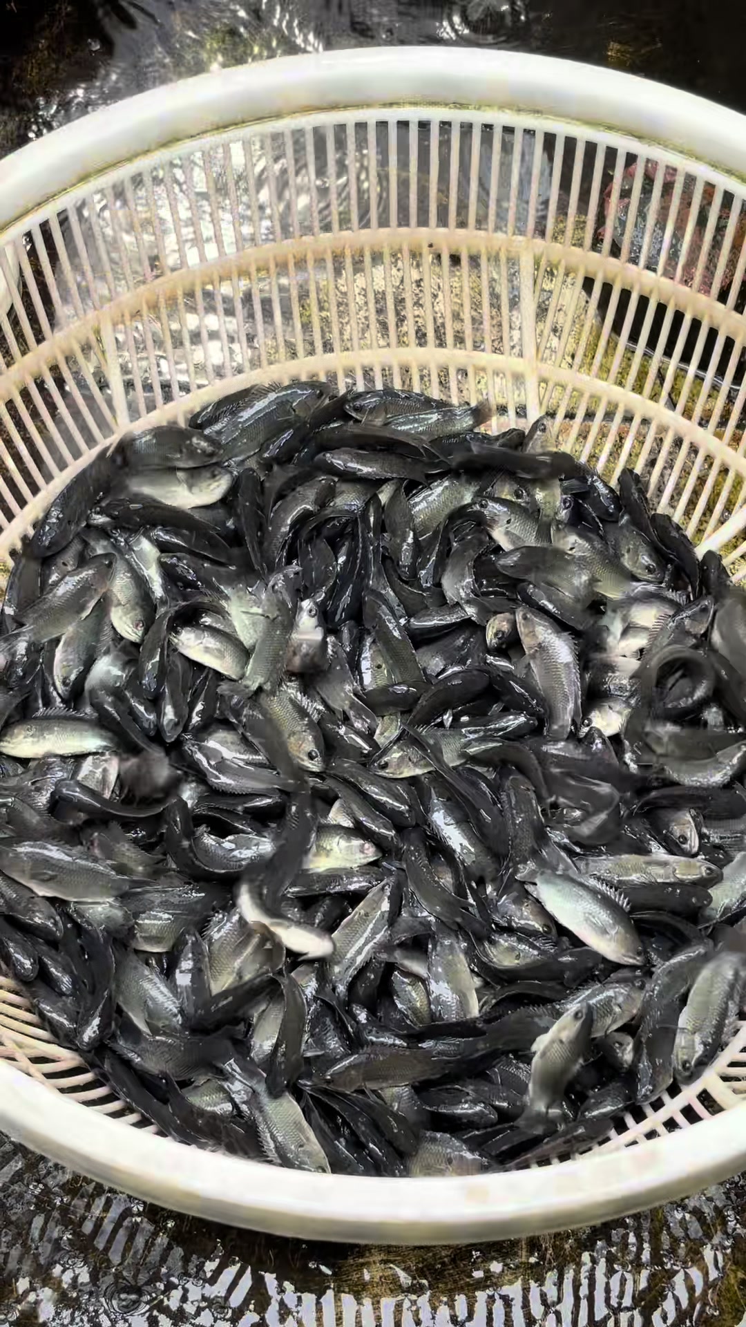 @Trại Cá Giống Quang Lâm