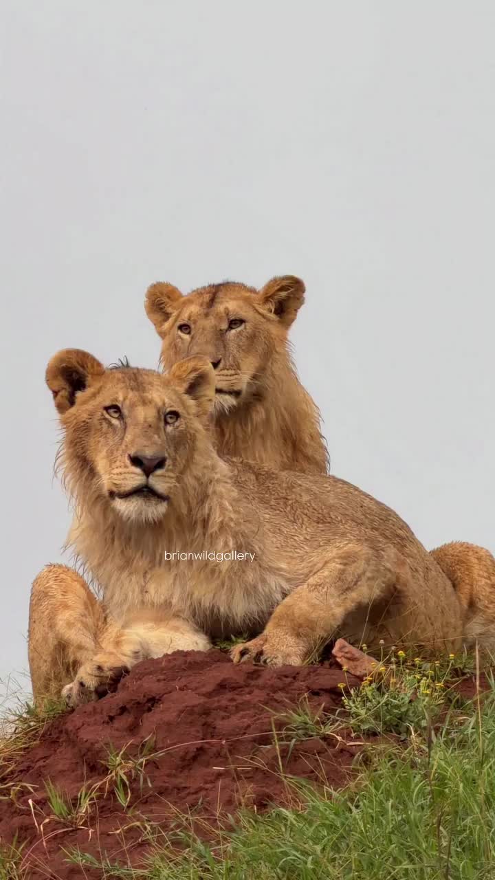 @Guzzicar🦁