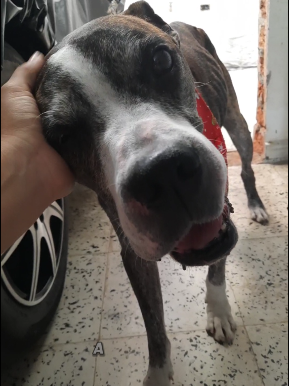 @Pasión Animal Tv