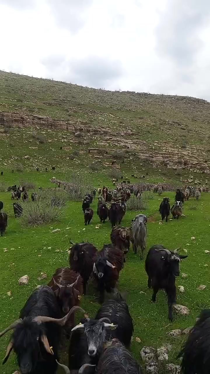 @hebun zınar