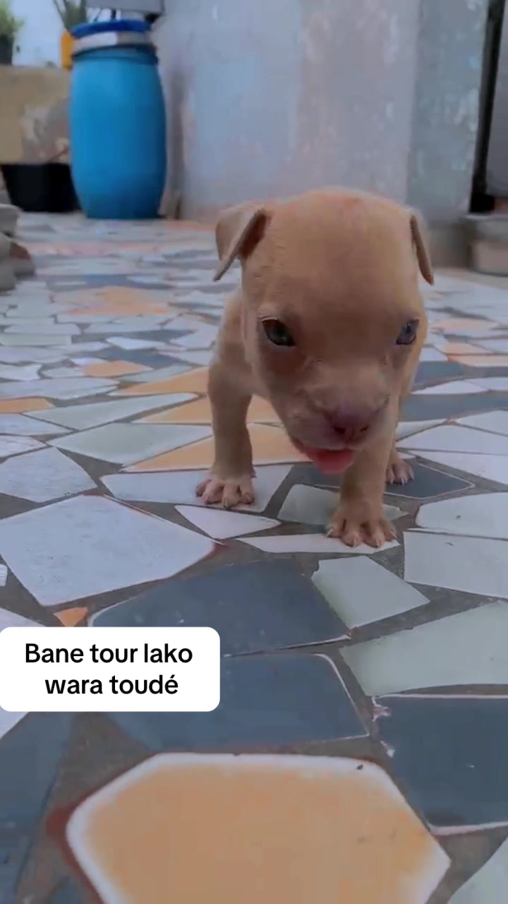 @Jummaux_dog🐶🐾 ✪