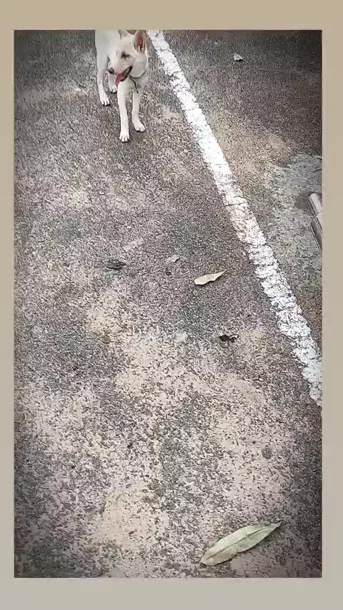 @ᘔᗩIᗪ