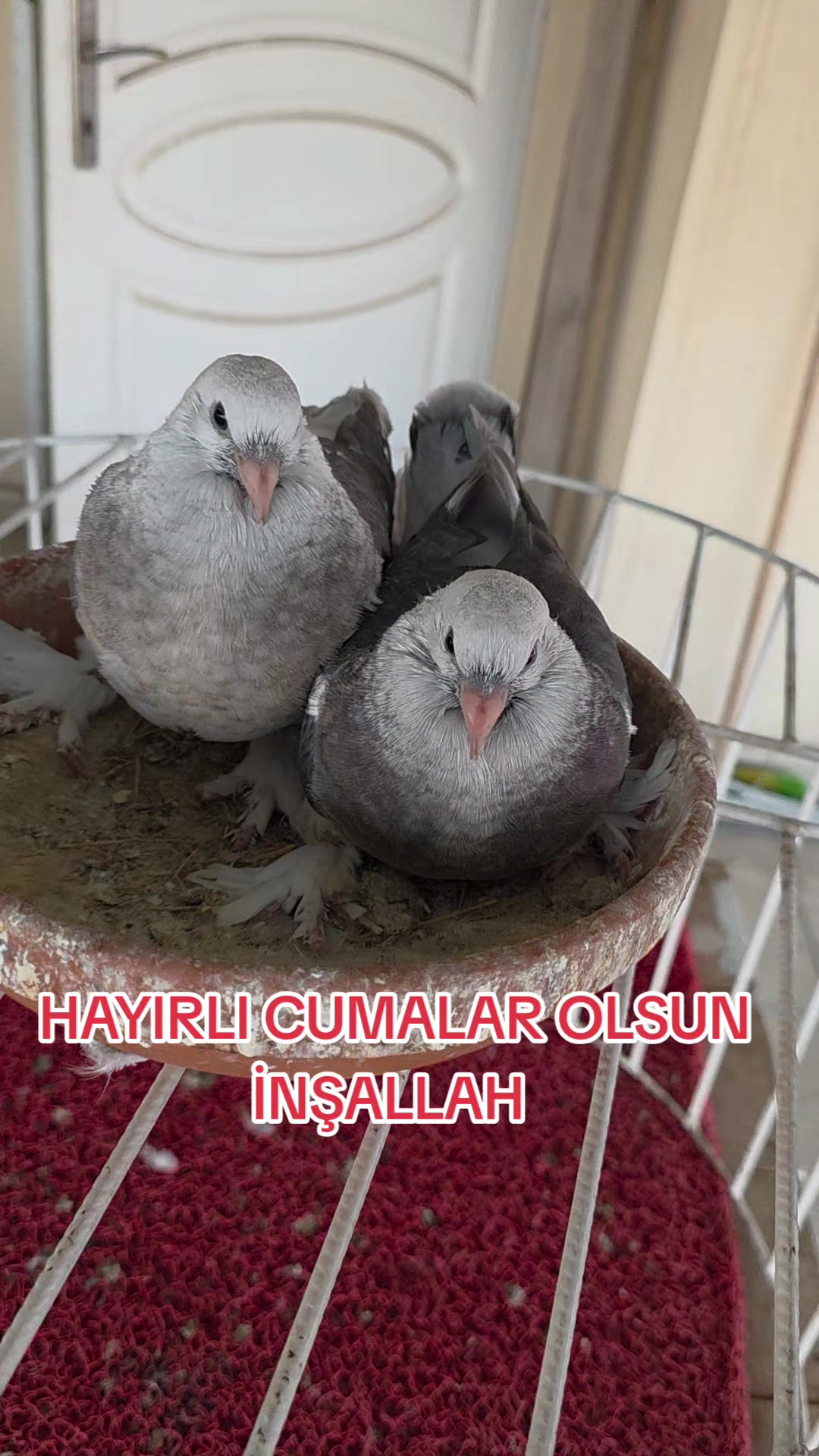 @Mahsum Kutluay