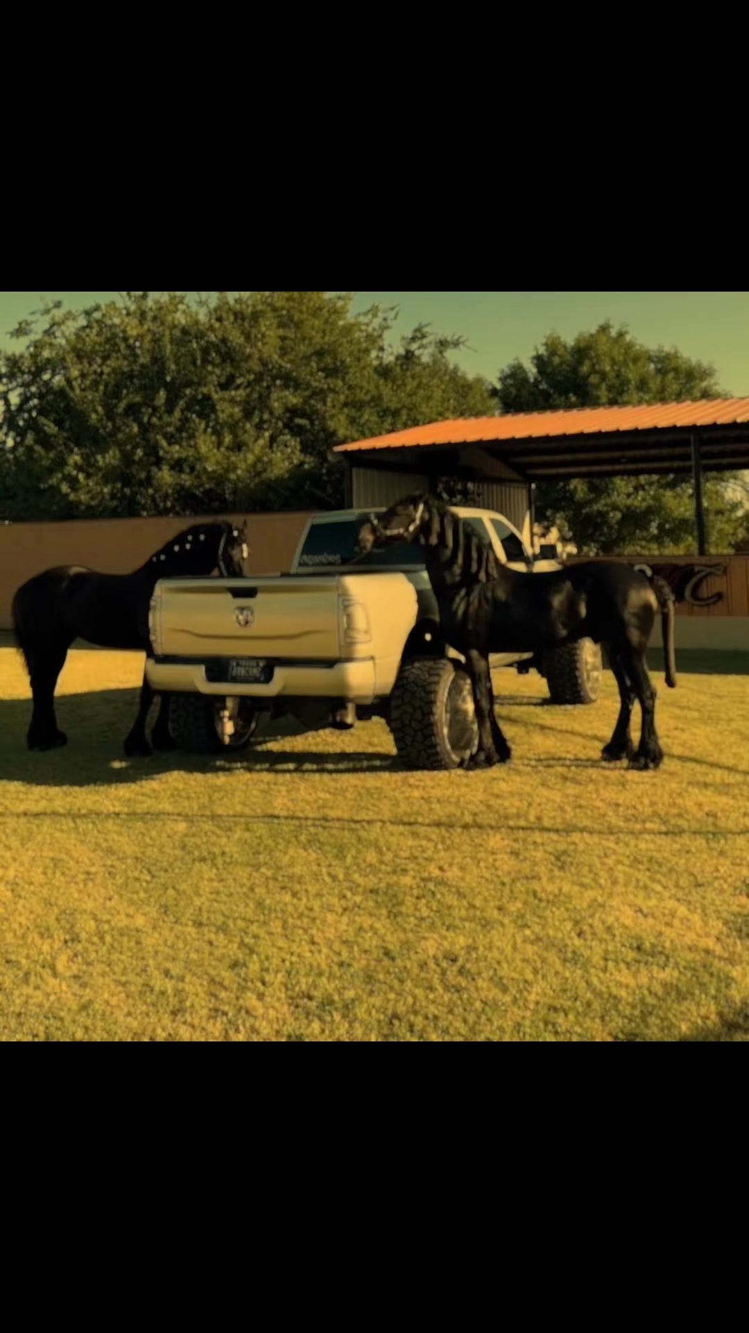@ganadería🐮 y caballo🐴☠️