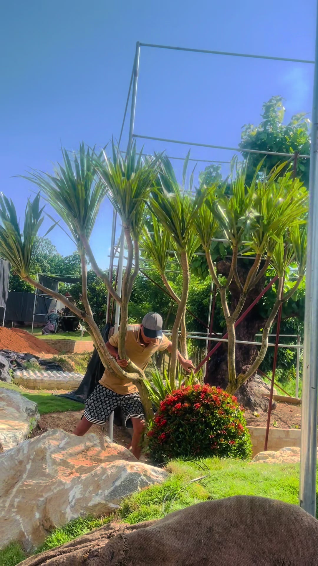 @Shop Cây Cảnh Hương Nguyễn