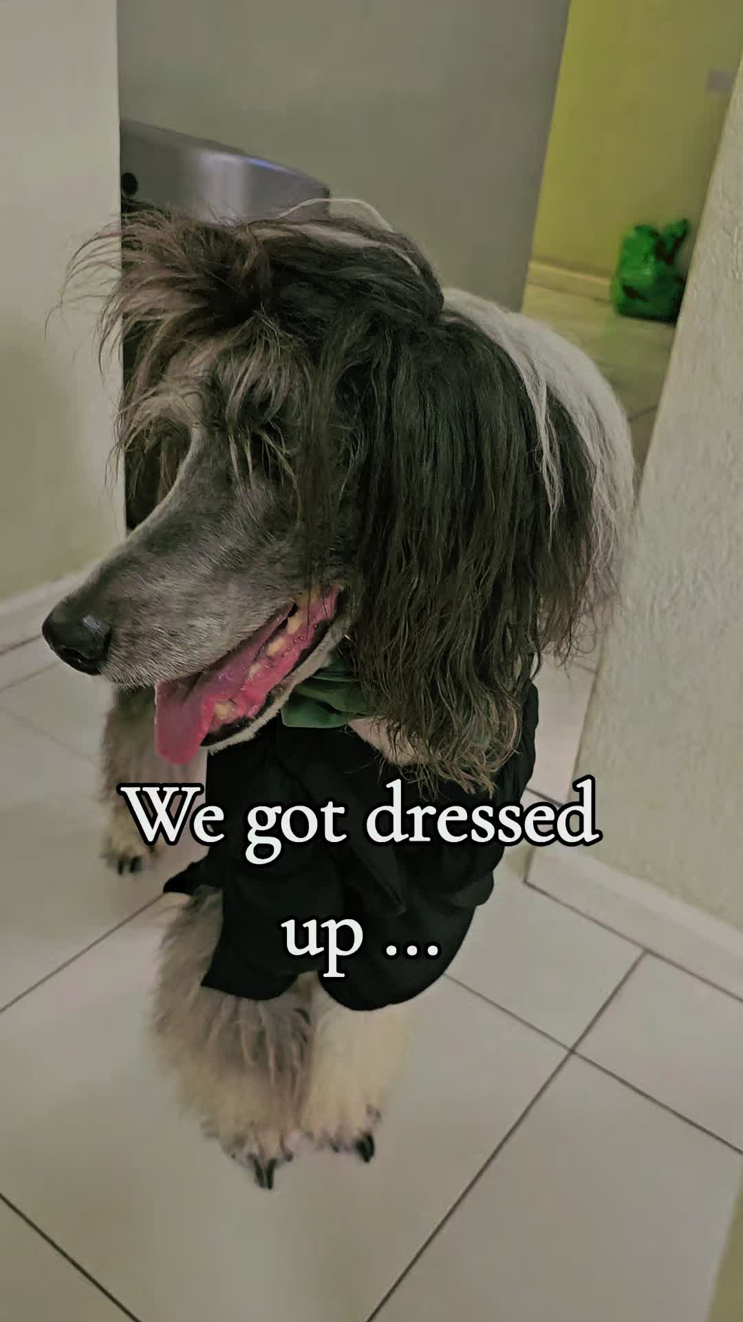 @MixedPetCollective