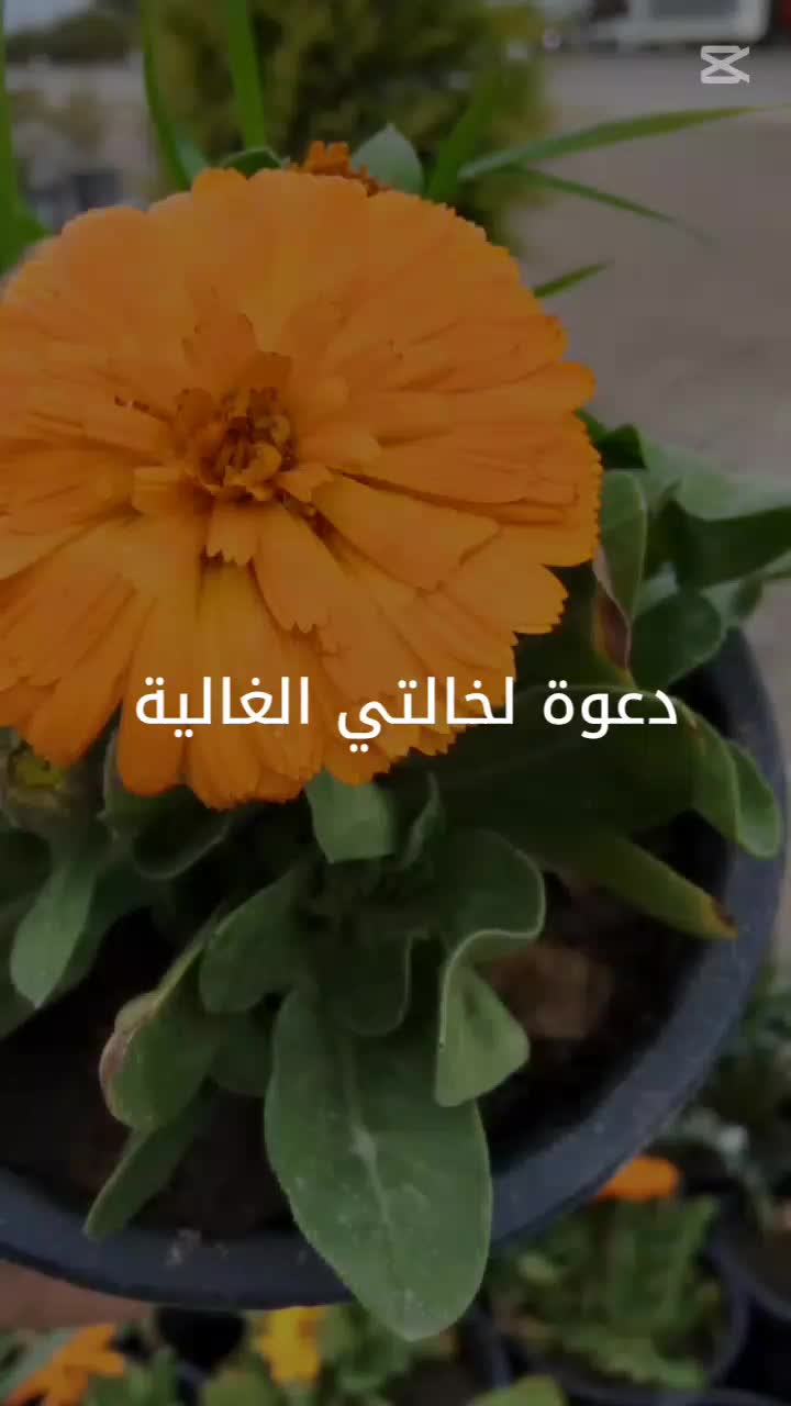 @🍂گوردسـتآنيـﮯ✨ عمـر 🌺