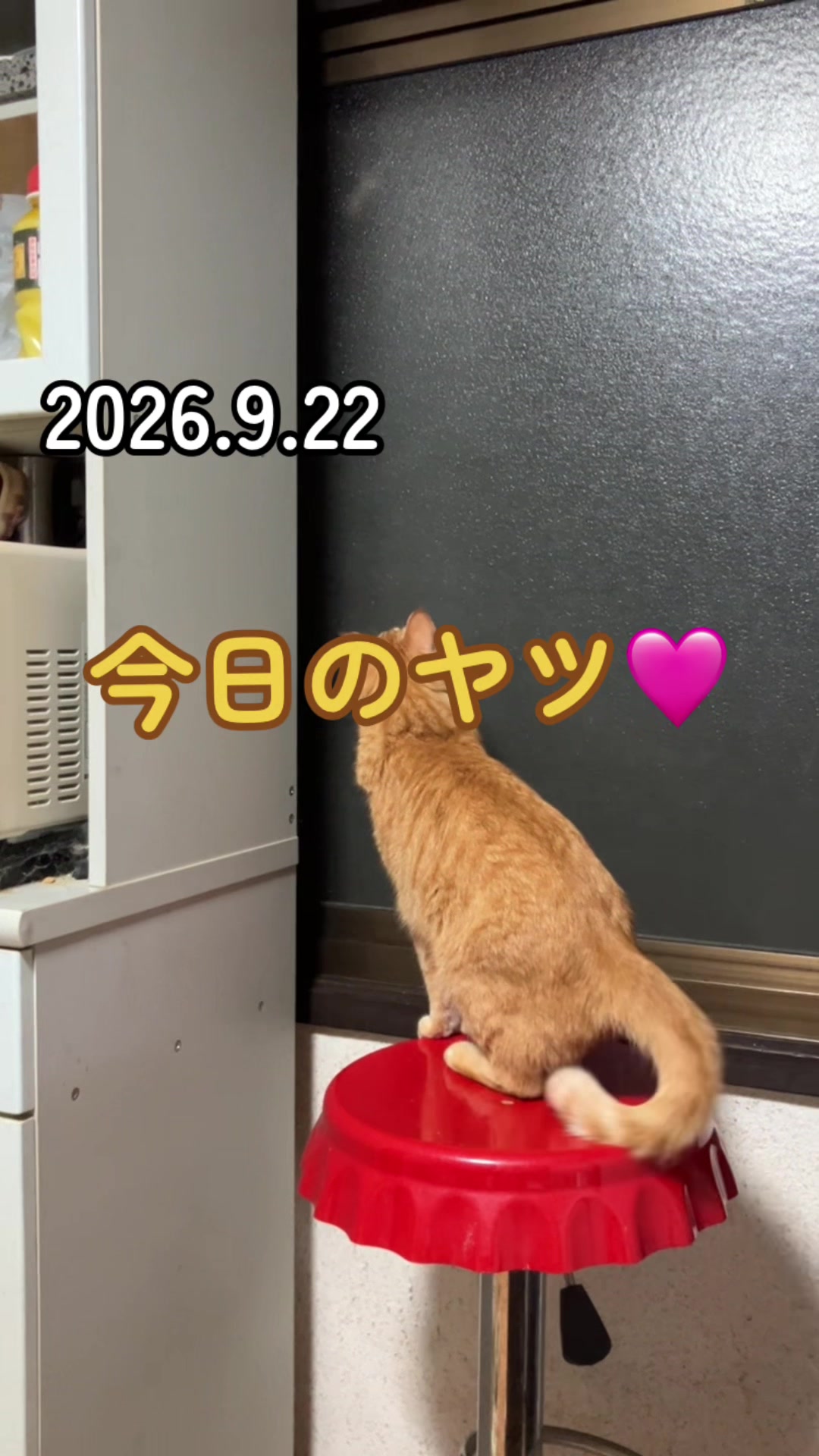 @茶トラ商店
