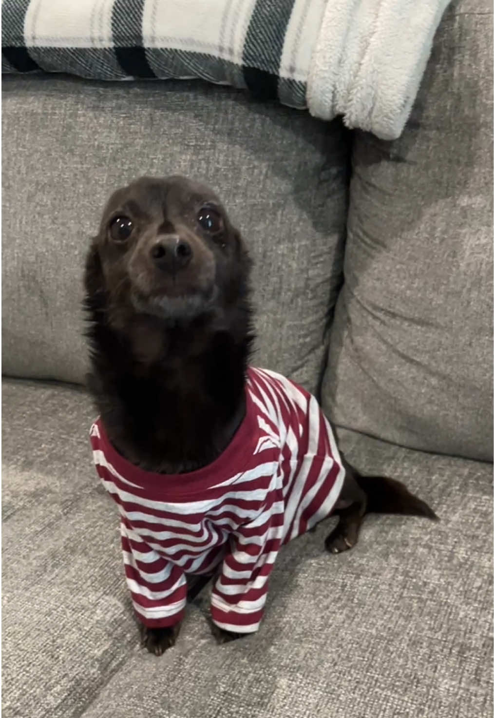 @Blackjack_Chihuahua
