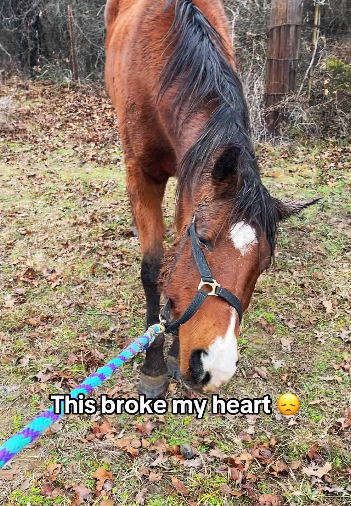 @haley&horses