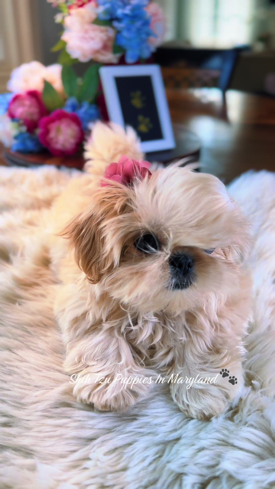 @Shih Tzu Puppies in Maryland