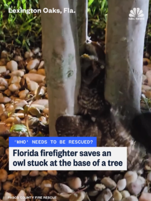 @nbcnews