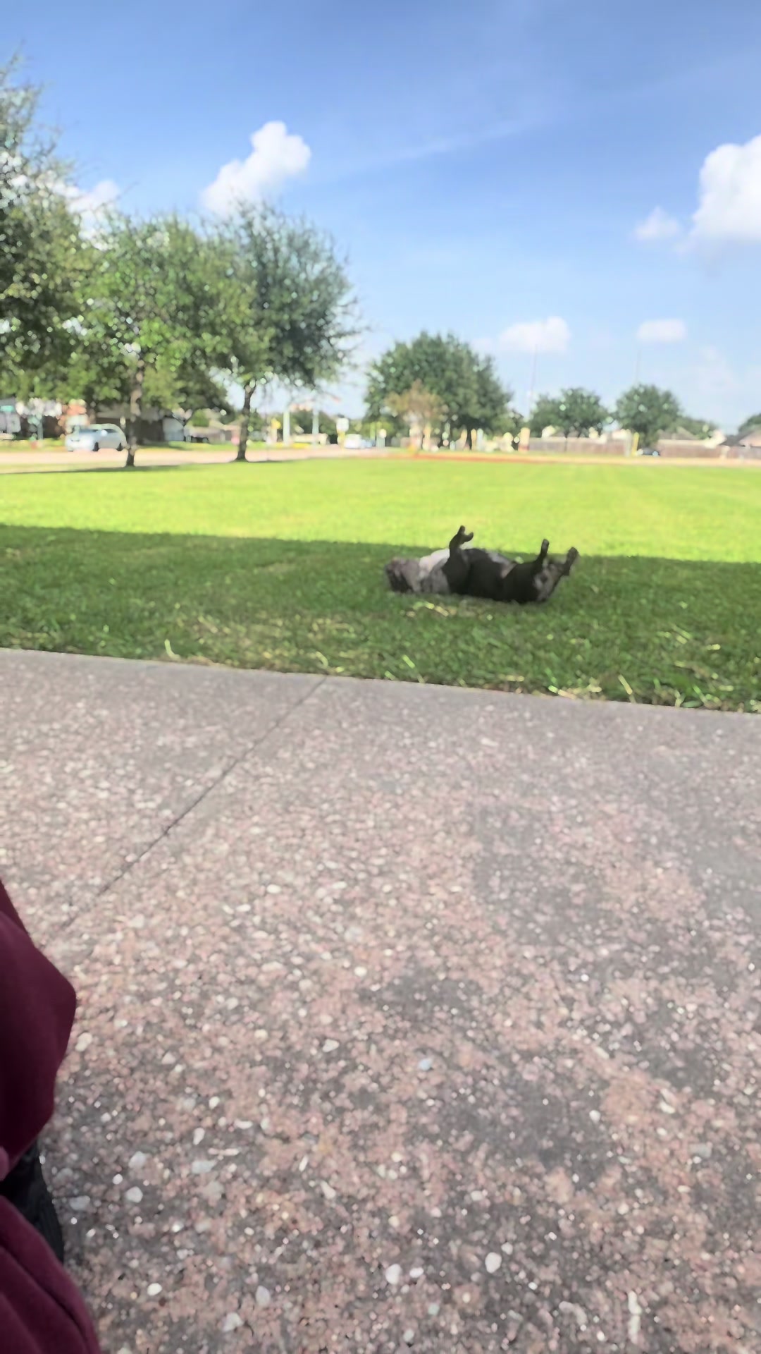 @user9591368235867 el Boxer
