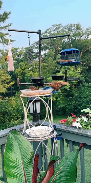 @Backyardbirdz