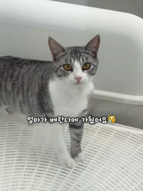 @투머치냥즈