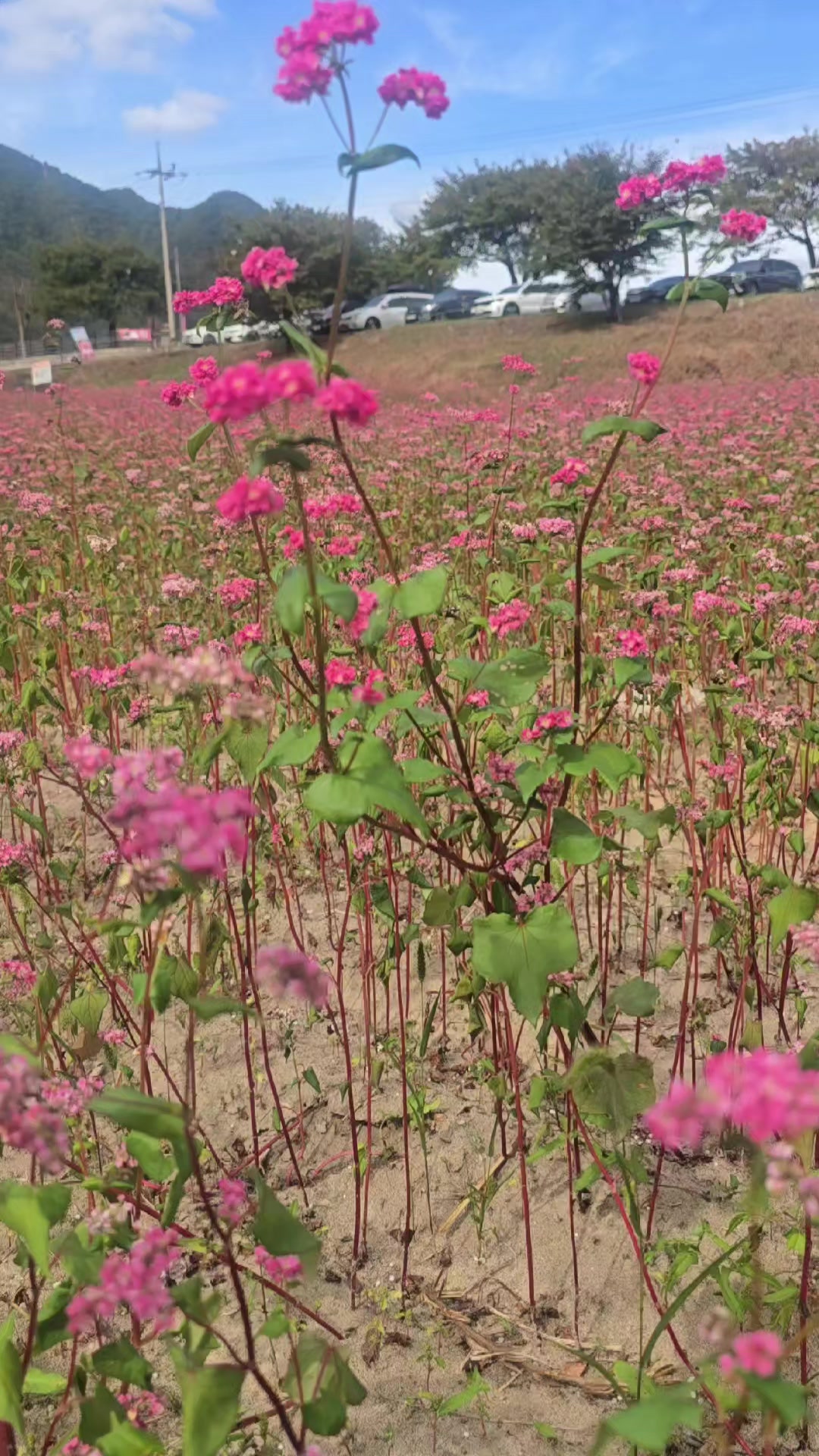 @커피향