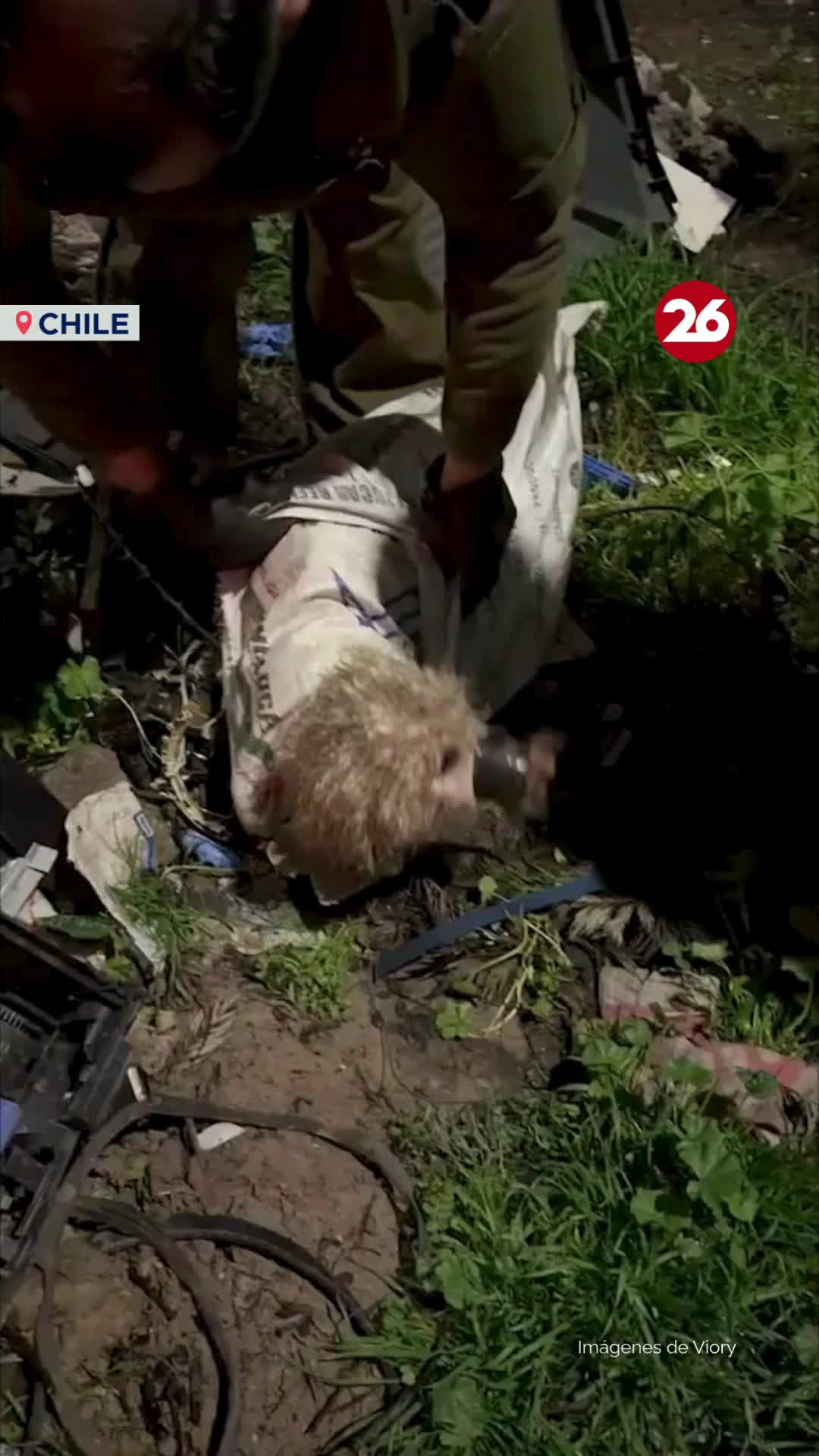 @Canal 26