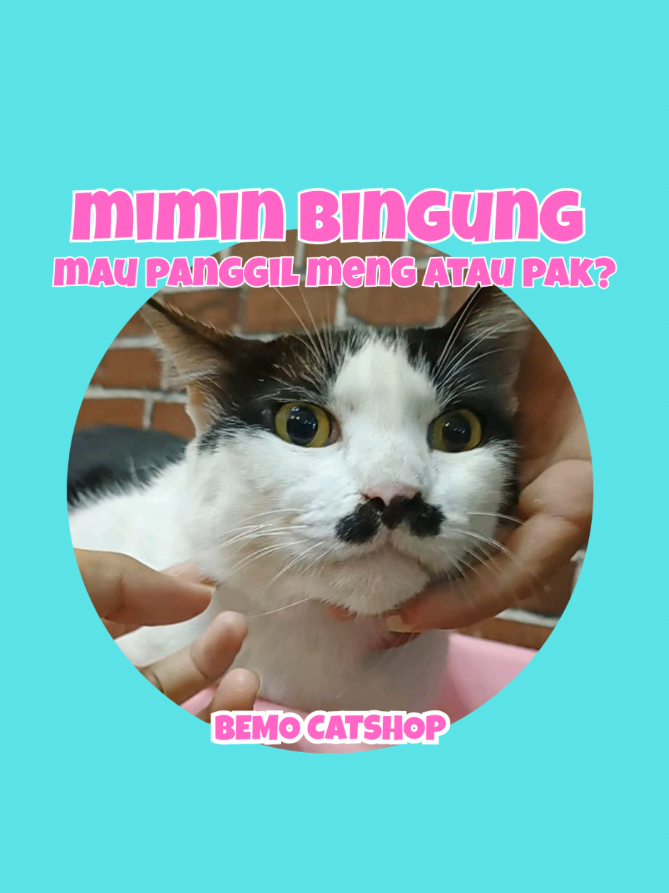 @Bemo Catshop