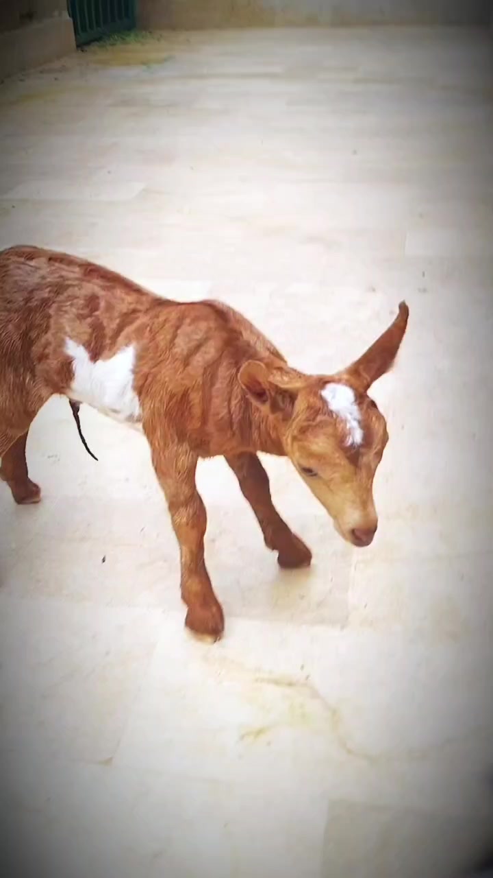 @Mustafa Goats