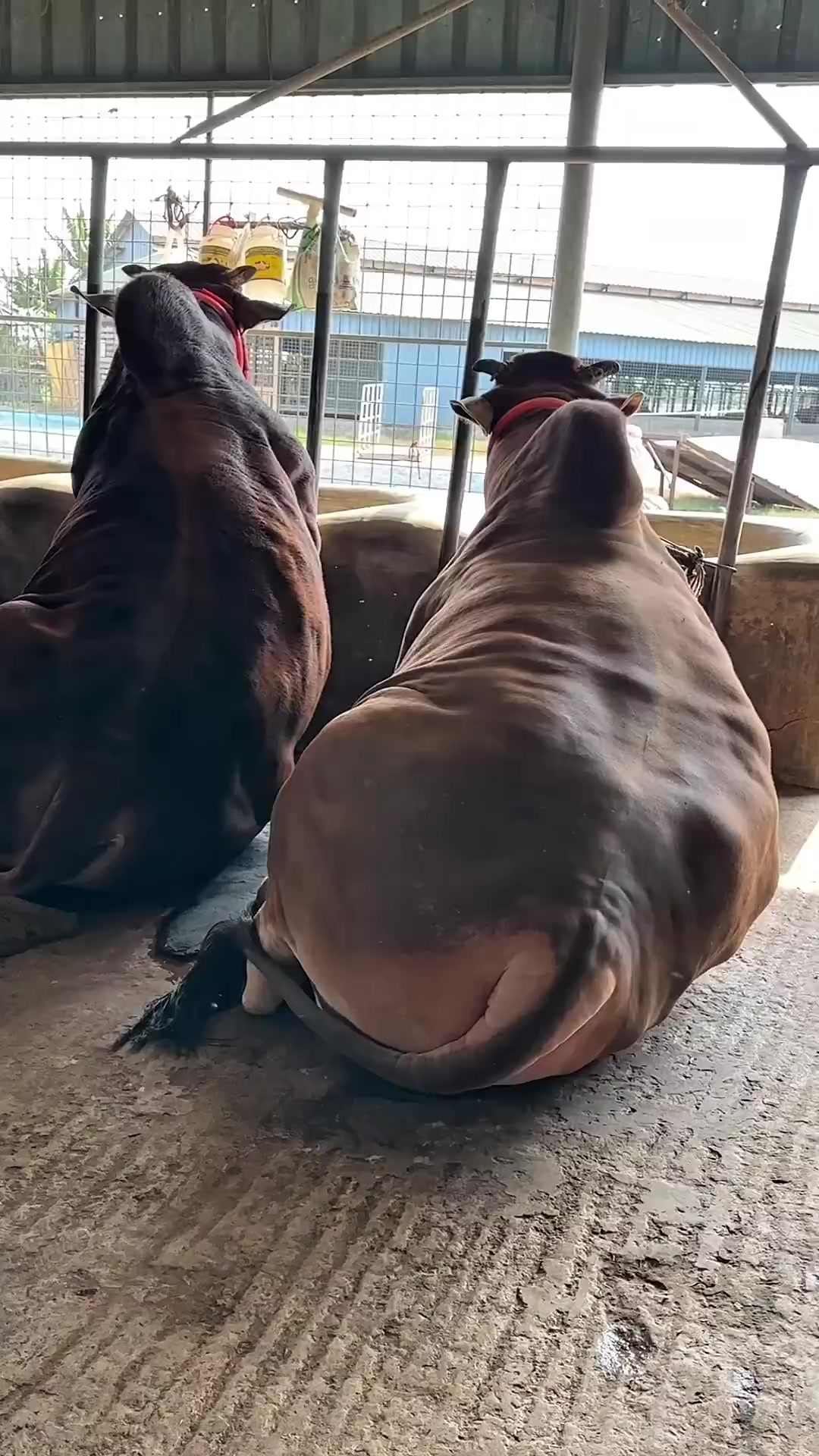 @গরুর ঘর🐄