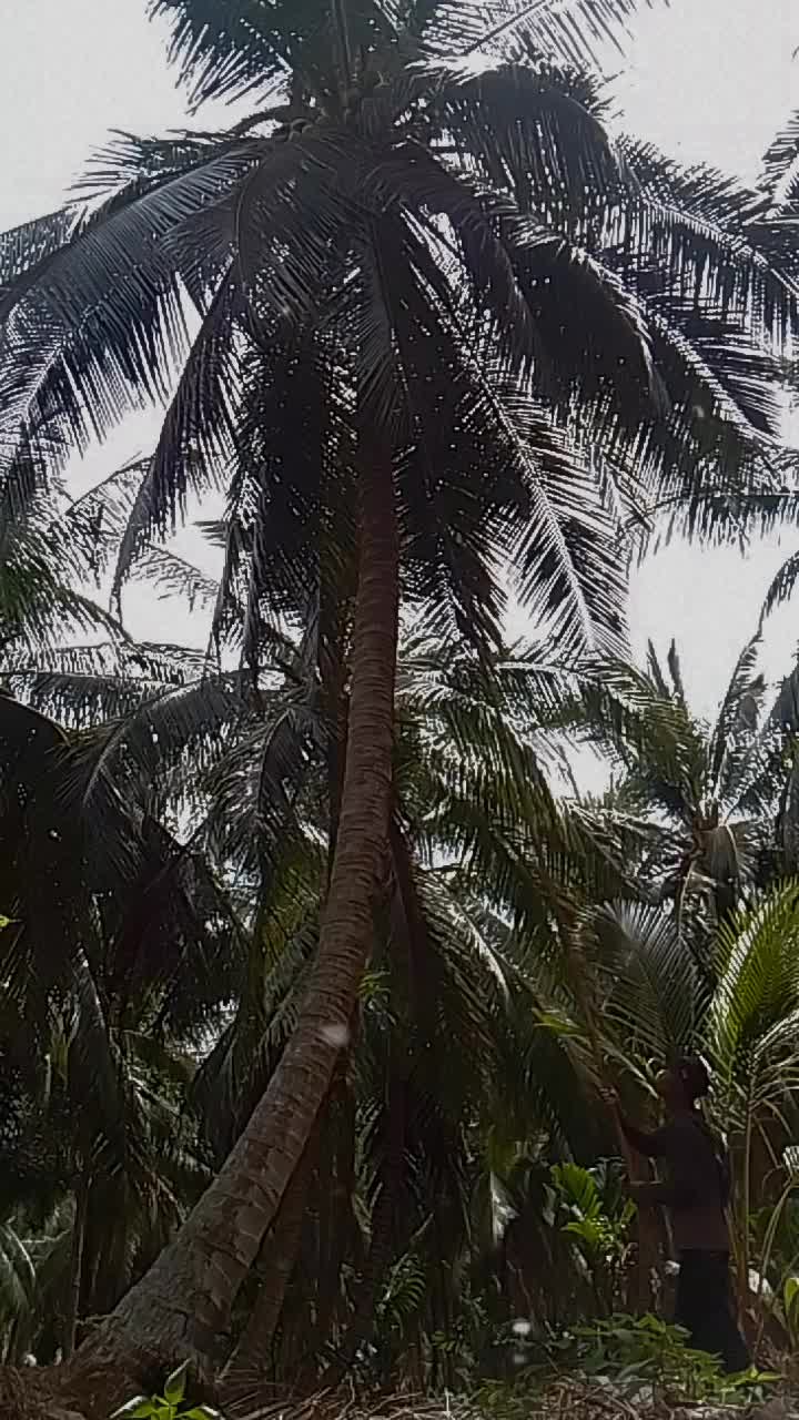 @Tukang Kebun