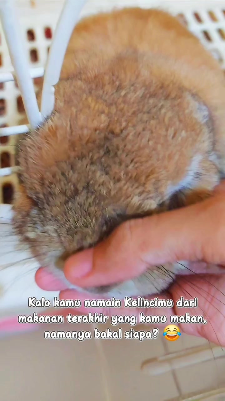 @Zada The Bunny