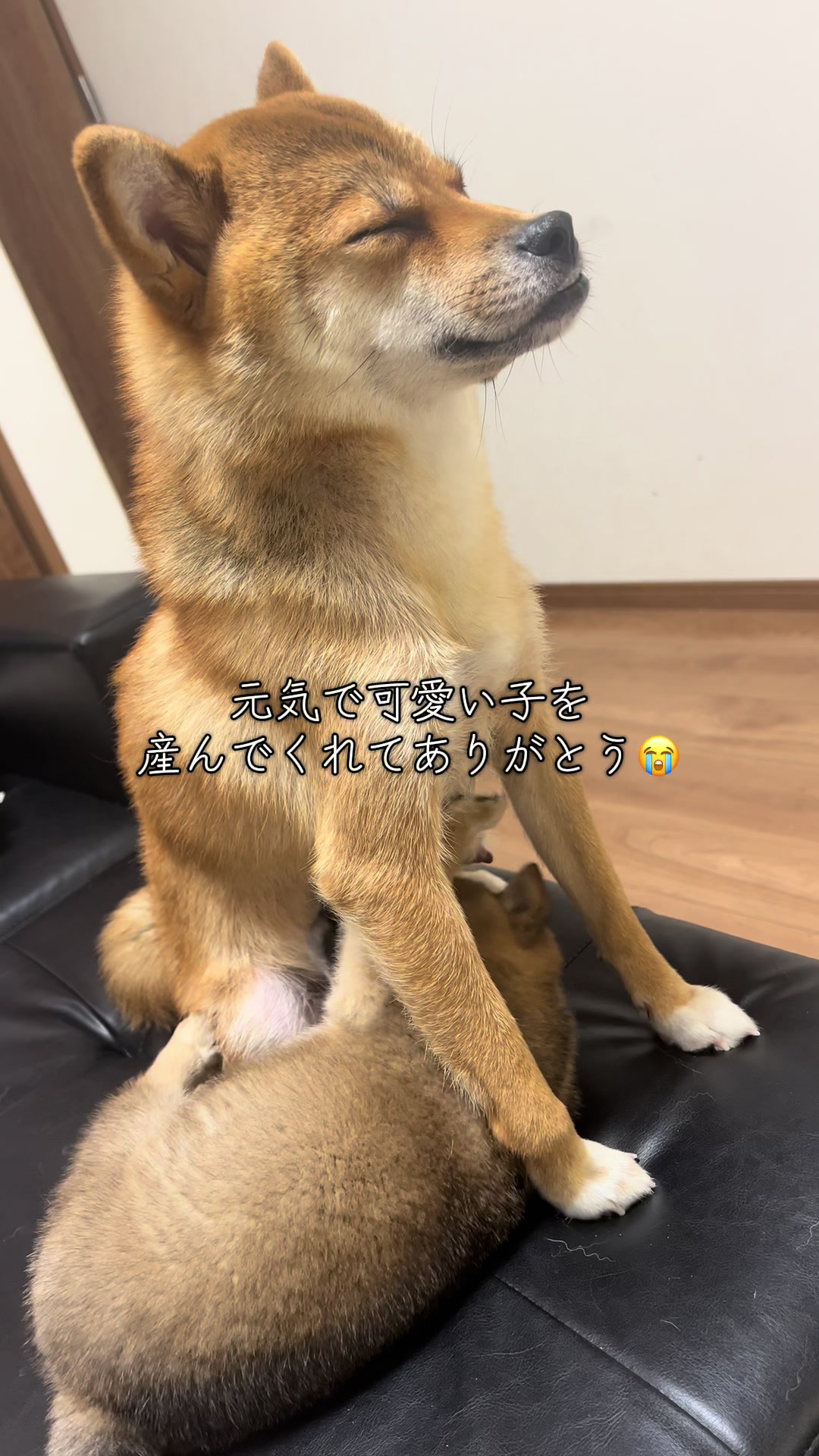 @シャクレ犬