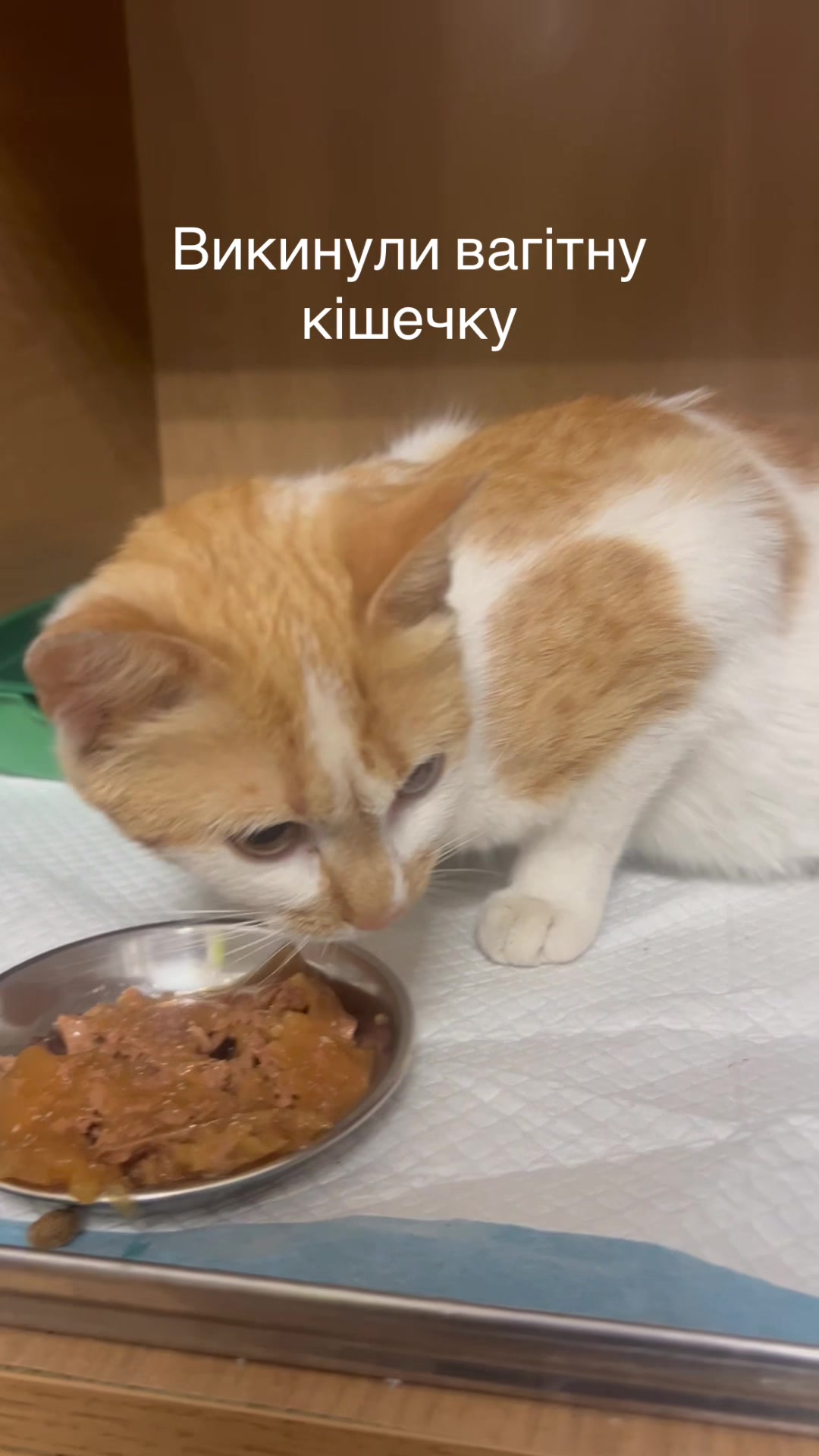 @Алиса