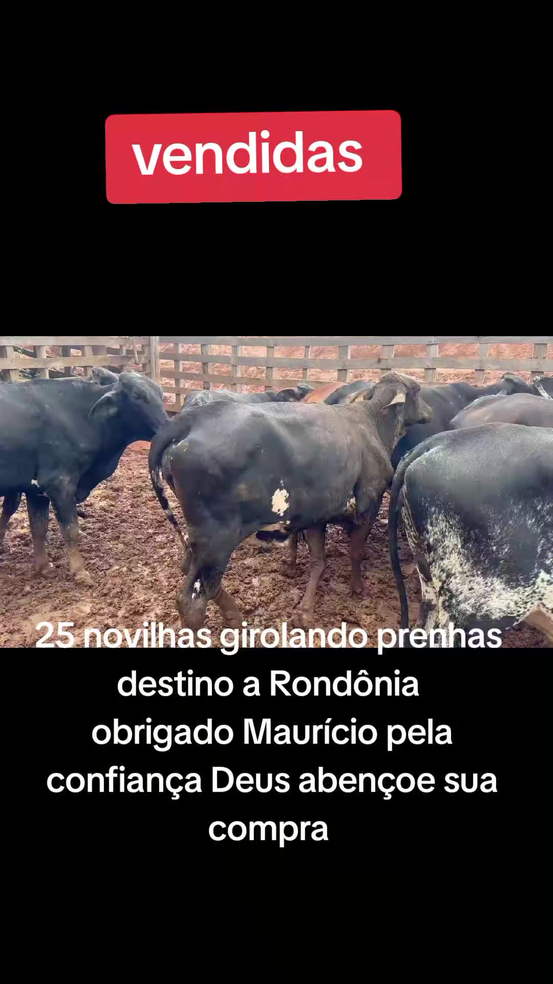 @marketing_do_gado