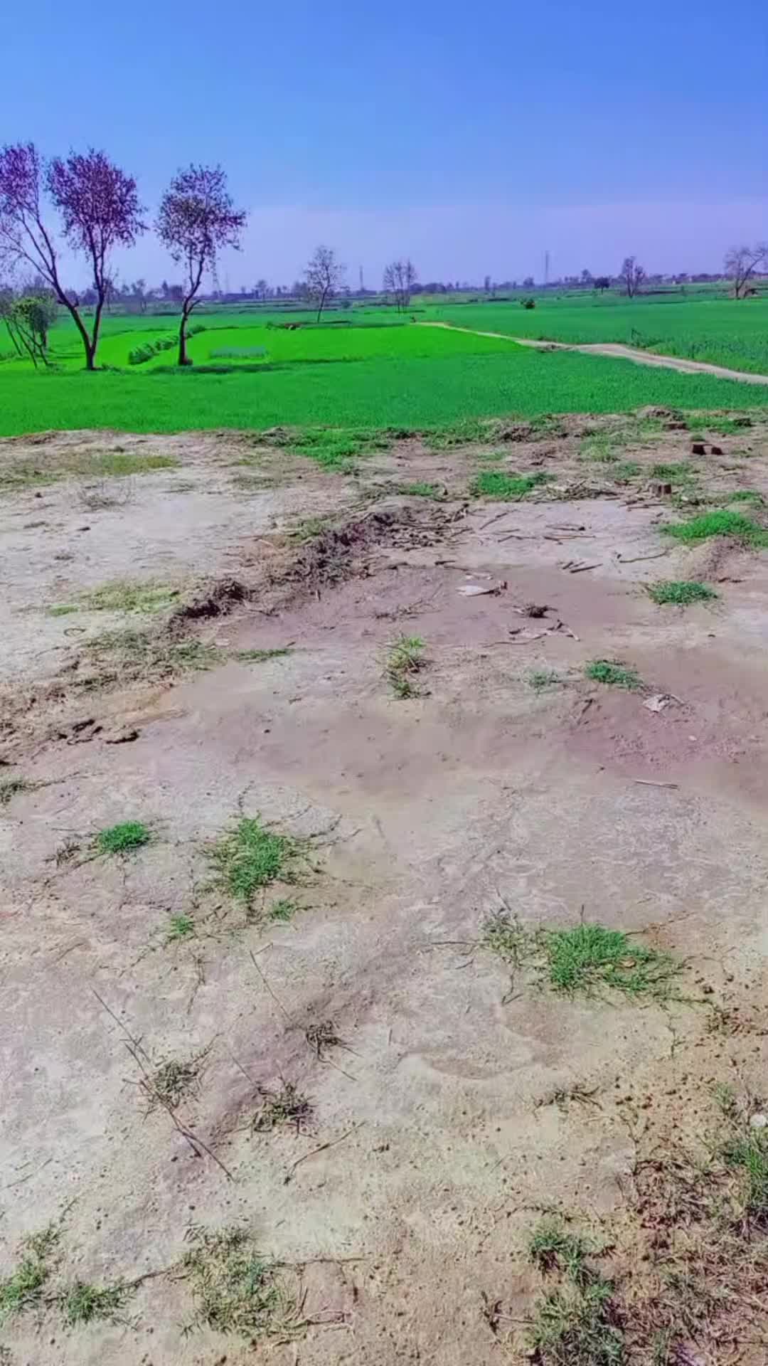 @ladlamalik488