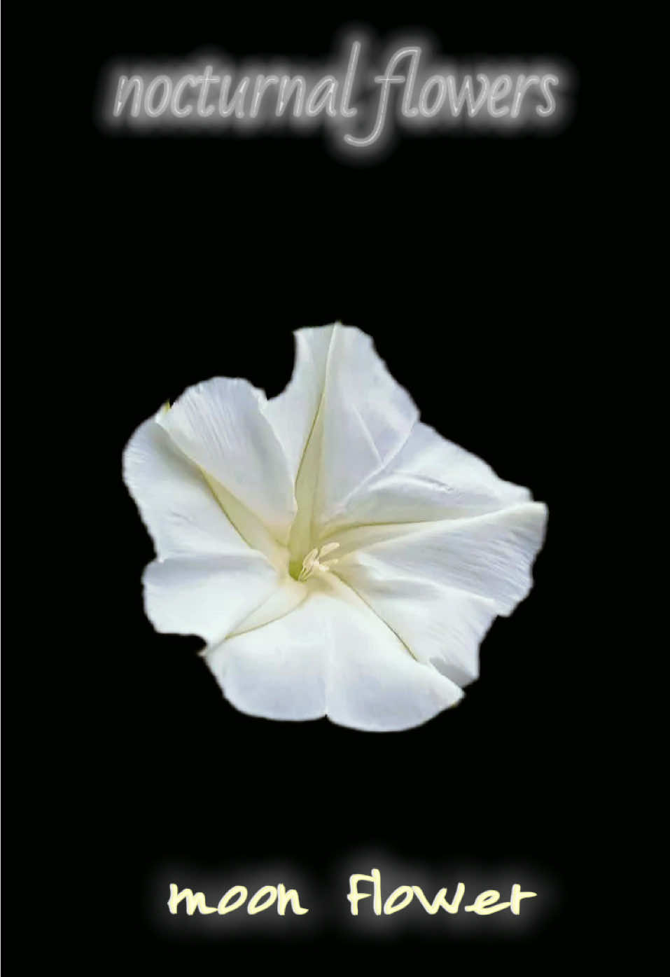 @๐๐ ๐๐๐ ๐จ´เฝ`๐๐๐๐๐ฅ๐ค