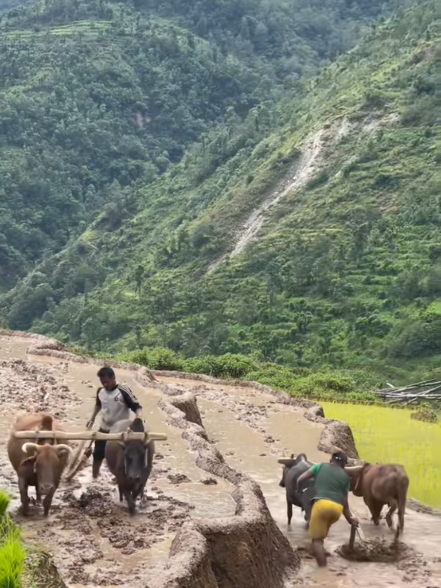 @Dipin Kunwar