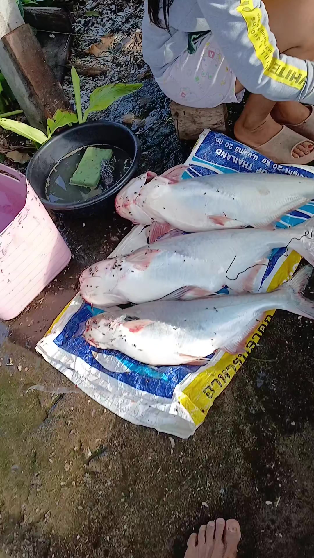 @น้อย ฉายอรุณ