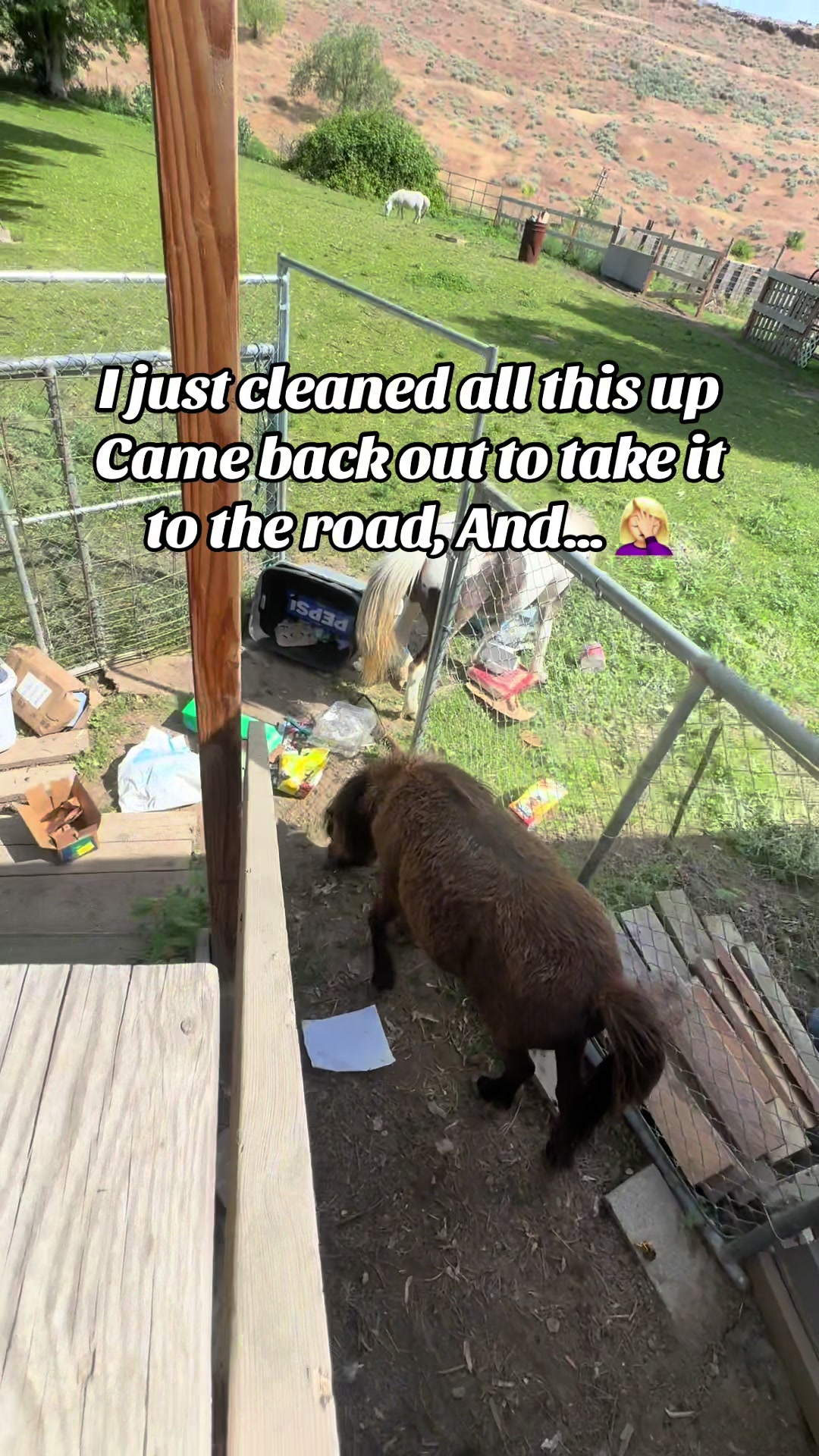 @Hot Sauce the Mini horse 🐎