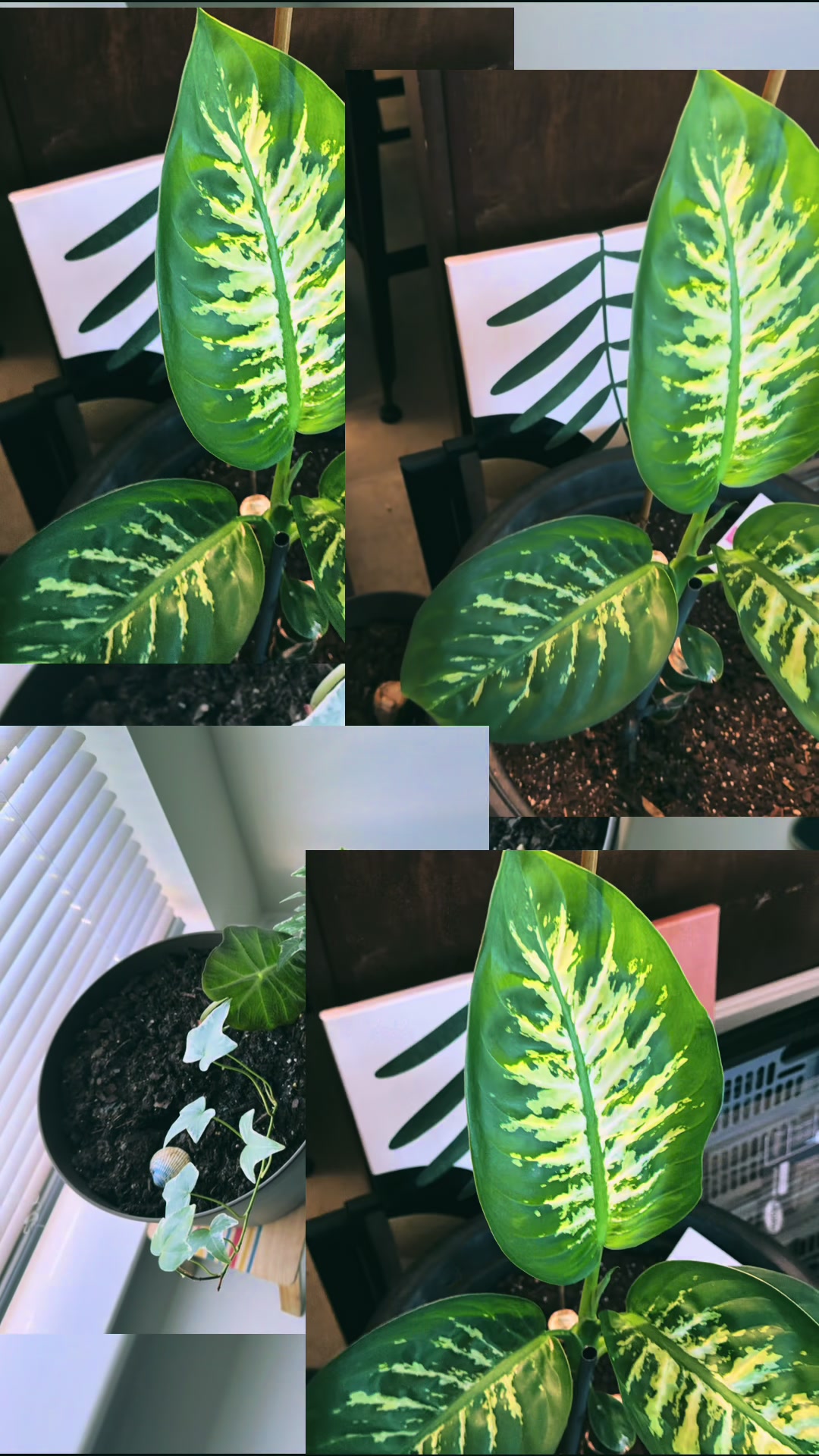@MoePlantDad