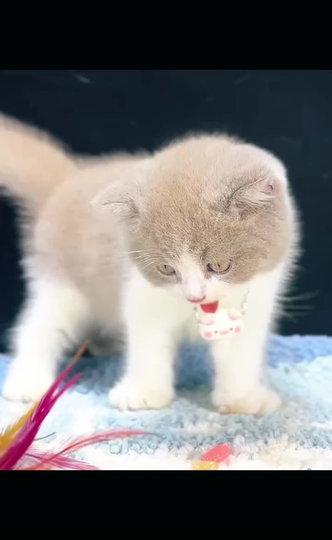 @fuyncats