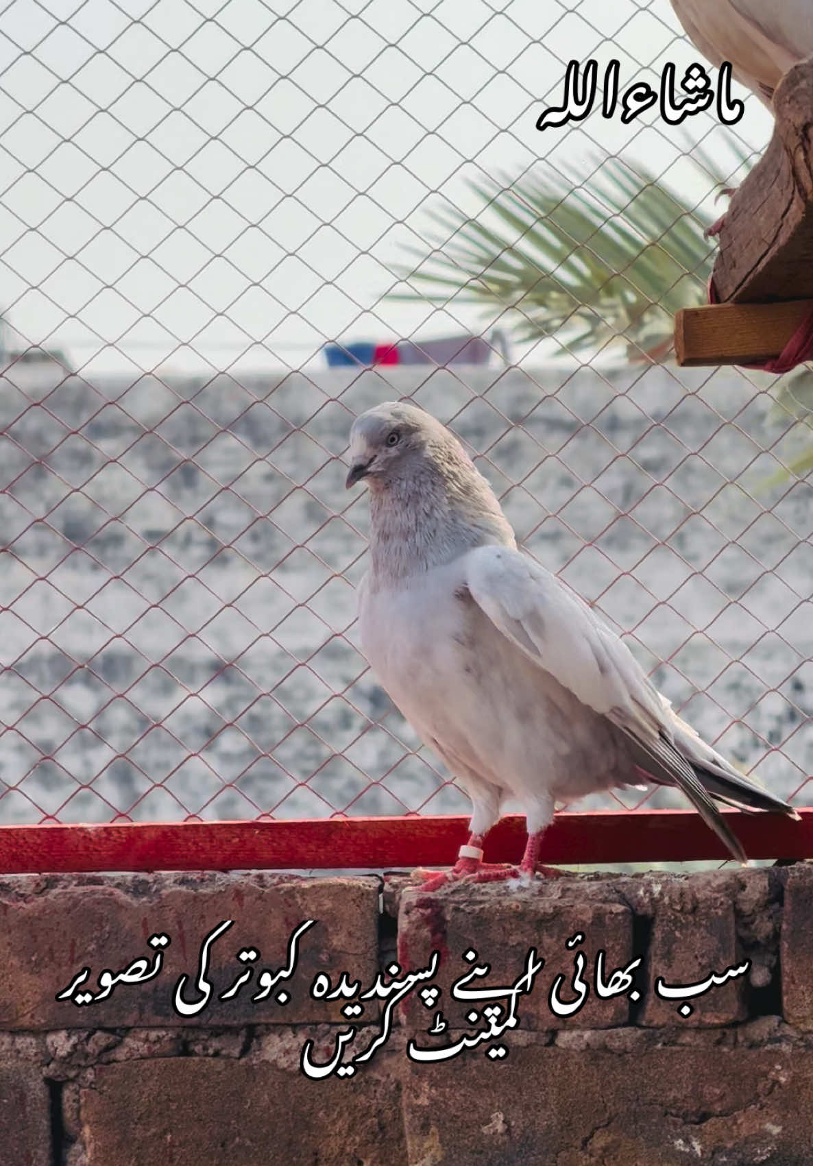 @شوق 🫀