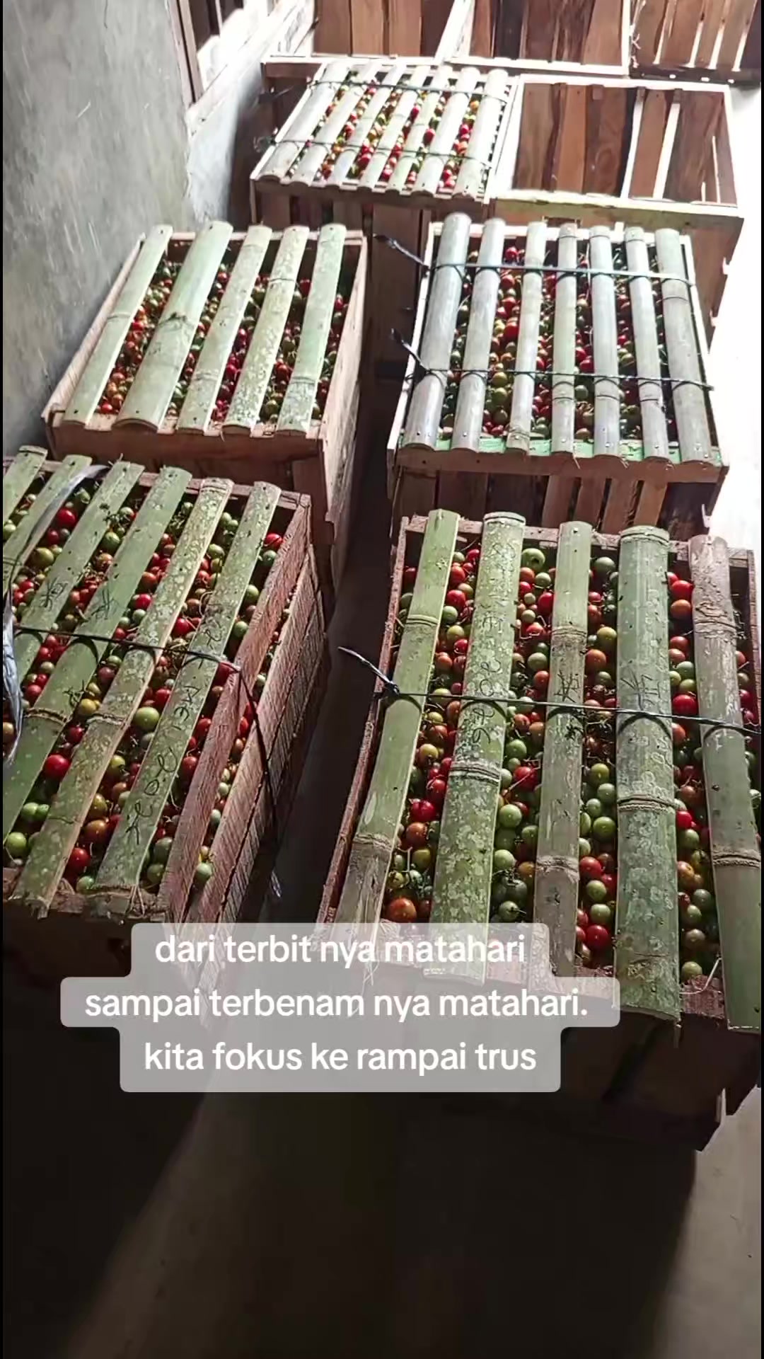 @raja rampai tanggamus