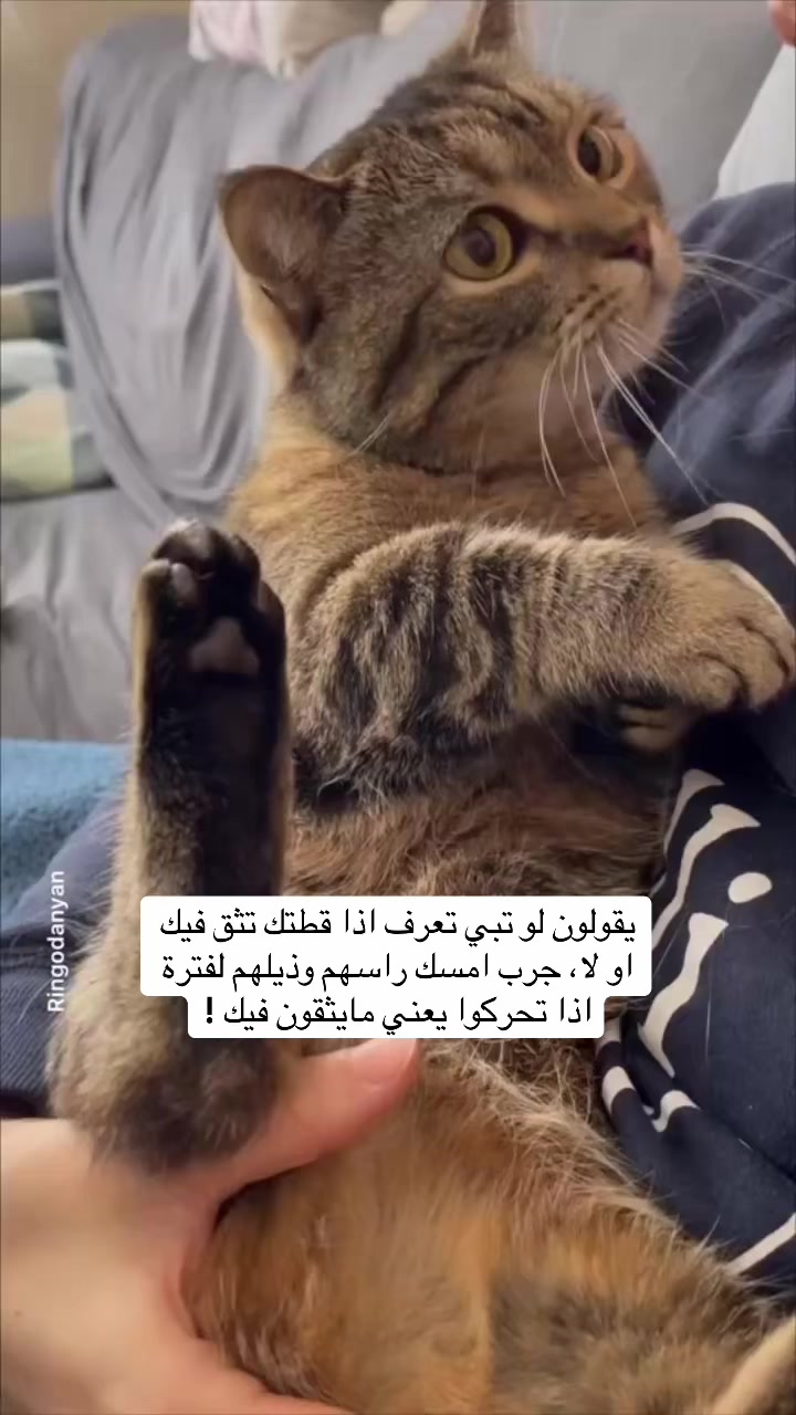 @اقبال والقطط