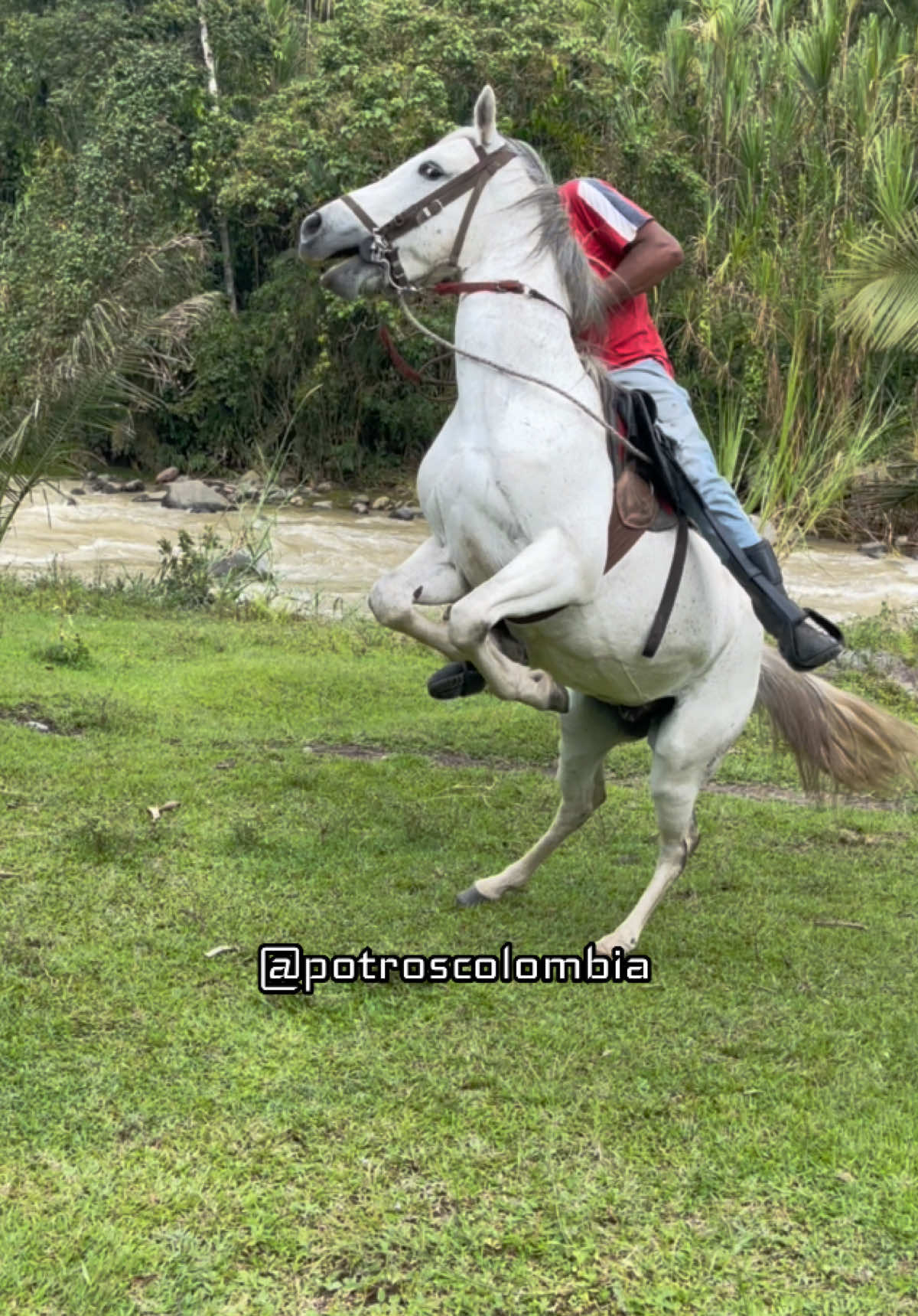 @Potros Colombia