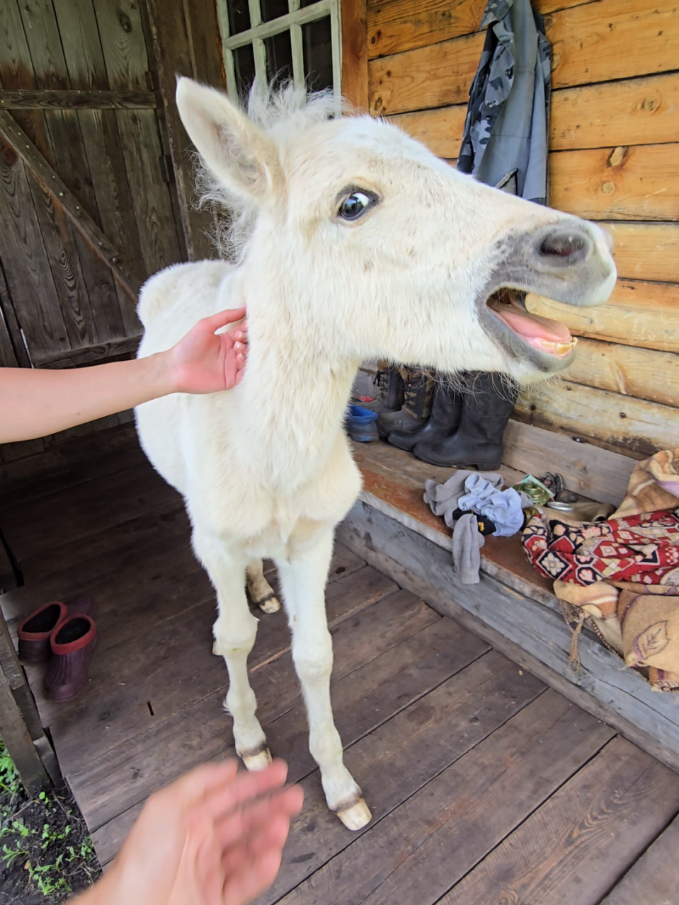 @tg: altaihorses